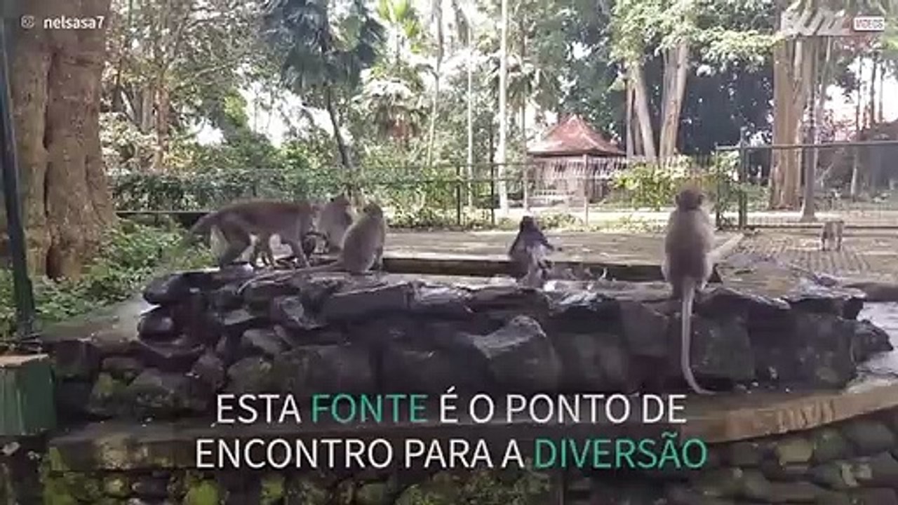 Macacos brincam numa fonte em Bali