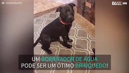 Cão delira com borrifador de água!