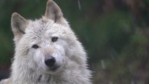 Animalistas rechazan cacería masiva de lobos en Wisconsin, EEUU