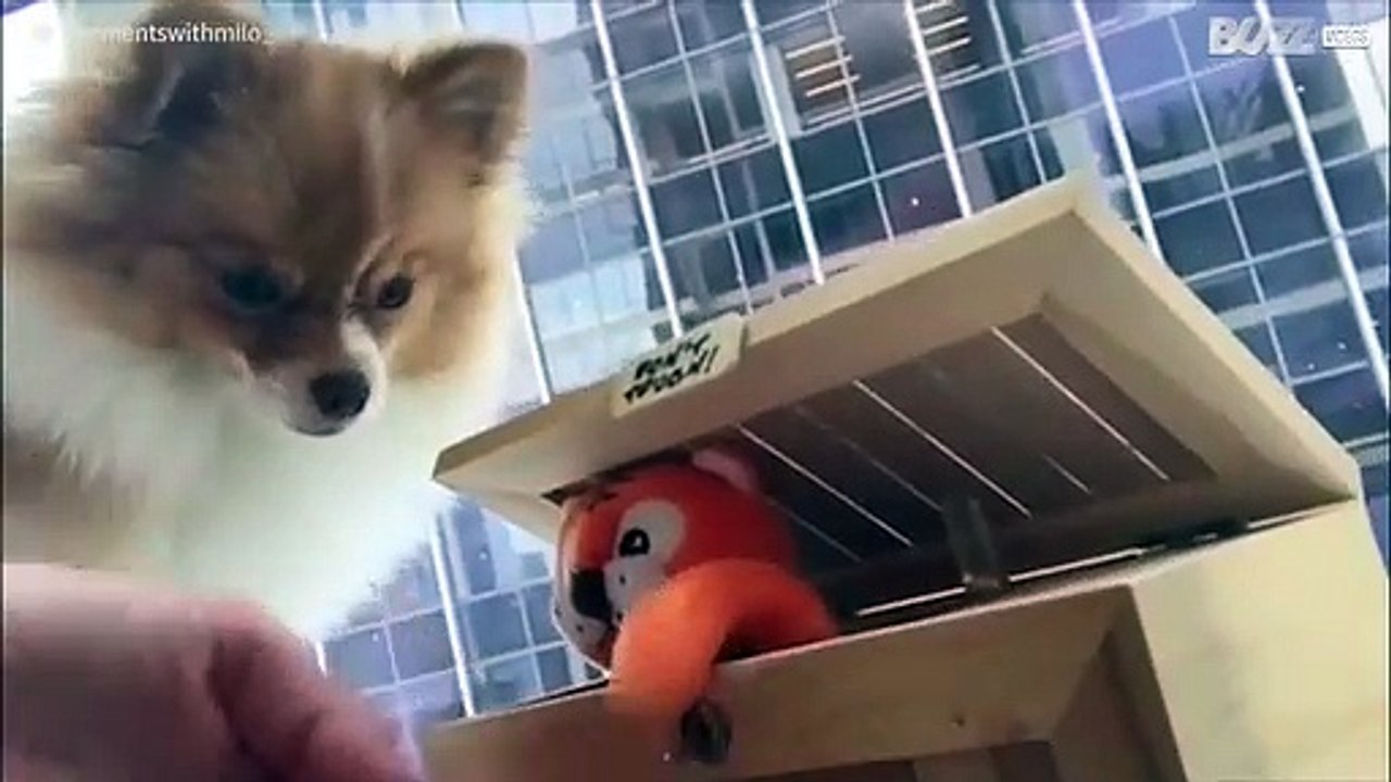 Caixa deixa cão muito confuso