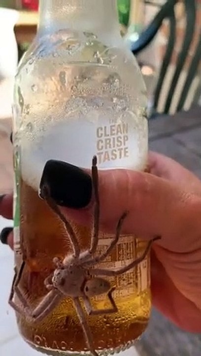 Sa grosse araignée géante veut boire une bière