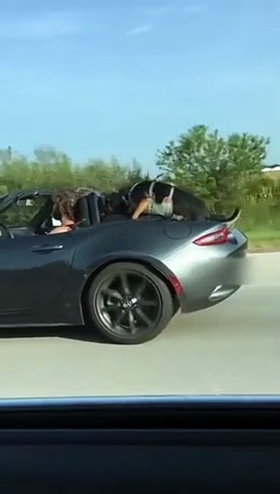 Il laisse son chien à l'arrière de sa voiture alors qu'il roule à 110 kmh