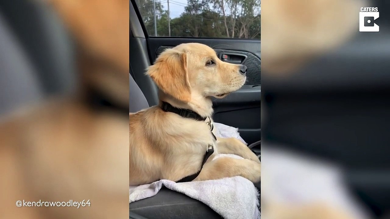 "Tu promets de ne pas de rouler dans la boue..." Oui oui
