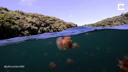 Il filme un banc de méduses à la surface de l'eau... magnifique