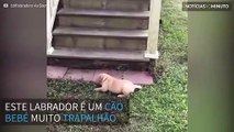 A queda mais trapalhona de um labrador bebé