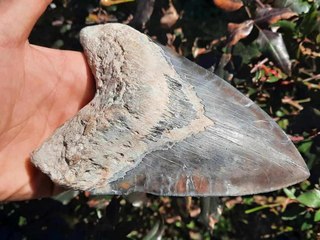 "It’s a Monster in Person": Huge Prehistoric Shark Tooth Turns up at South Carolina Constr