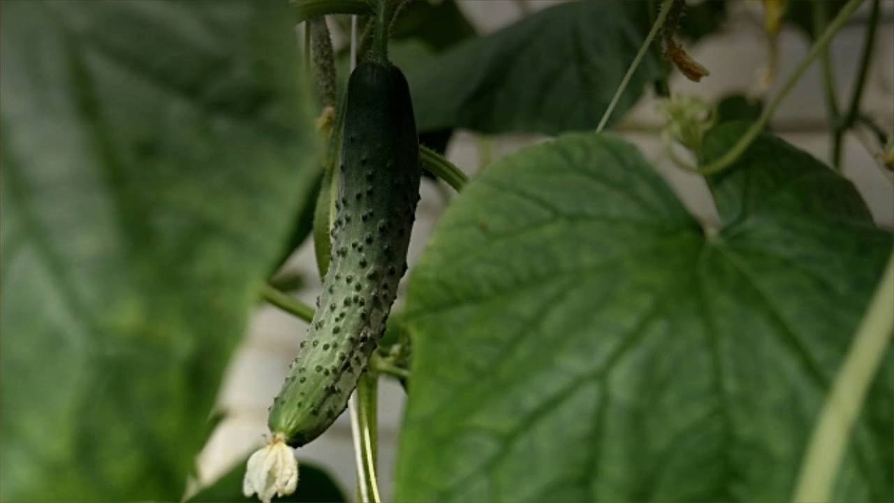 How to Store Cucumbers
