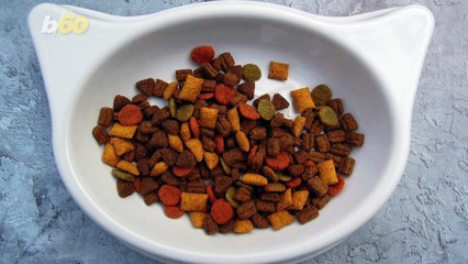 Cats Can Be Very Choosy About Their Friends