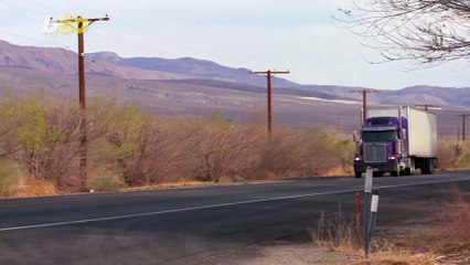 This One Brave Chicken Traveled 90 Miles! But How Did This Happen?