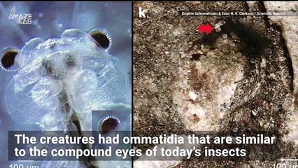 This Really Old Sea Creature Looked a lot Like Modern Day Bees