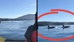 Superpod Of Killer Whales Surrounds Kayakers