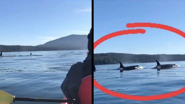 Superpod Of Killer Whales Surrounds Kayakers