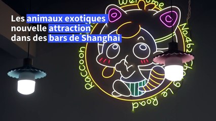 Iguane ou raton laveur? Boom du "café animalier" exotique en Chine