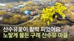 [영상] 하늘에서 본 노랑 세상, 산수유꽃 만발한 구례 산동마을