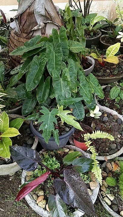 Plants