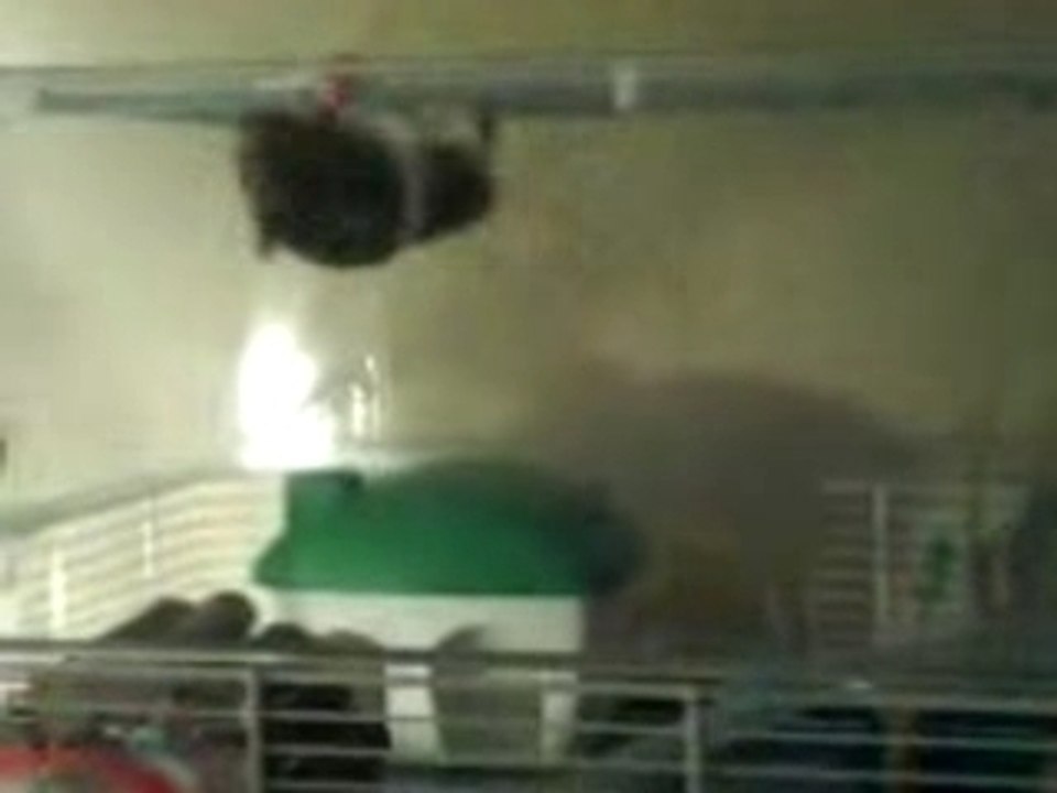 Mon hamster