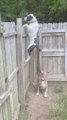 Dog Jumps Onto Fence and Another Dog Falls to the Ground While Attempting to do the Same