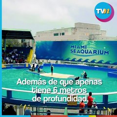 Kate del Castillo, Alicia Machado y esposa de Chyno Miranda piden liberar a 'Lolita'