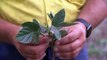 Lack of rain destroys farmers crops in parts of Queensland