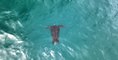 Drone Captures Leatherback Sea Turtle Swimming in Ocean