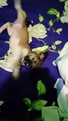 practice with my dog