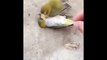 Un oiseau se laisse mourir après la mort de son compagnon ou sa compagne, incroyable !