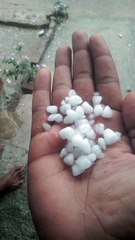 बारिश और ओले से चने की फसल सबसे ज्यादा नुकसान