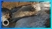 Bayi Anjing Laut Mati Stres Dikelilingi Manusia - TomoNews