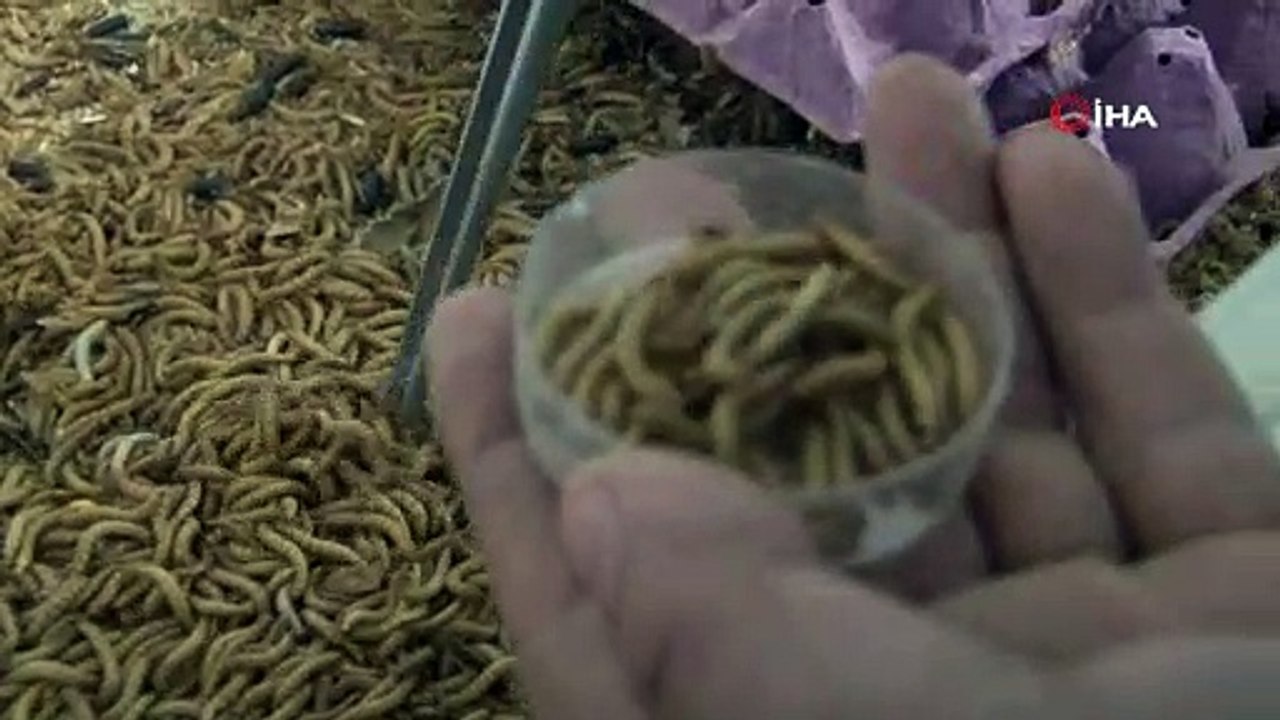 10 yaşından beri akreplerle iç içe; "Akrep Ali" tesis kurdu