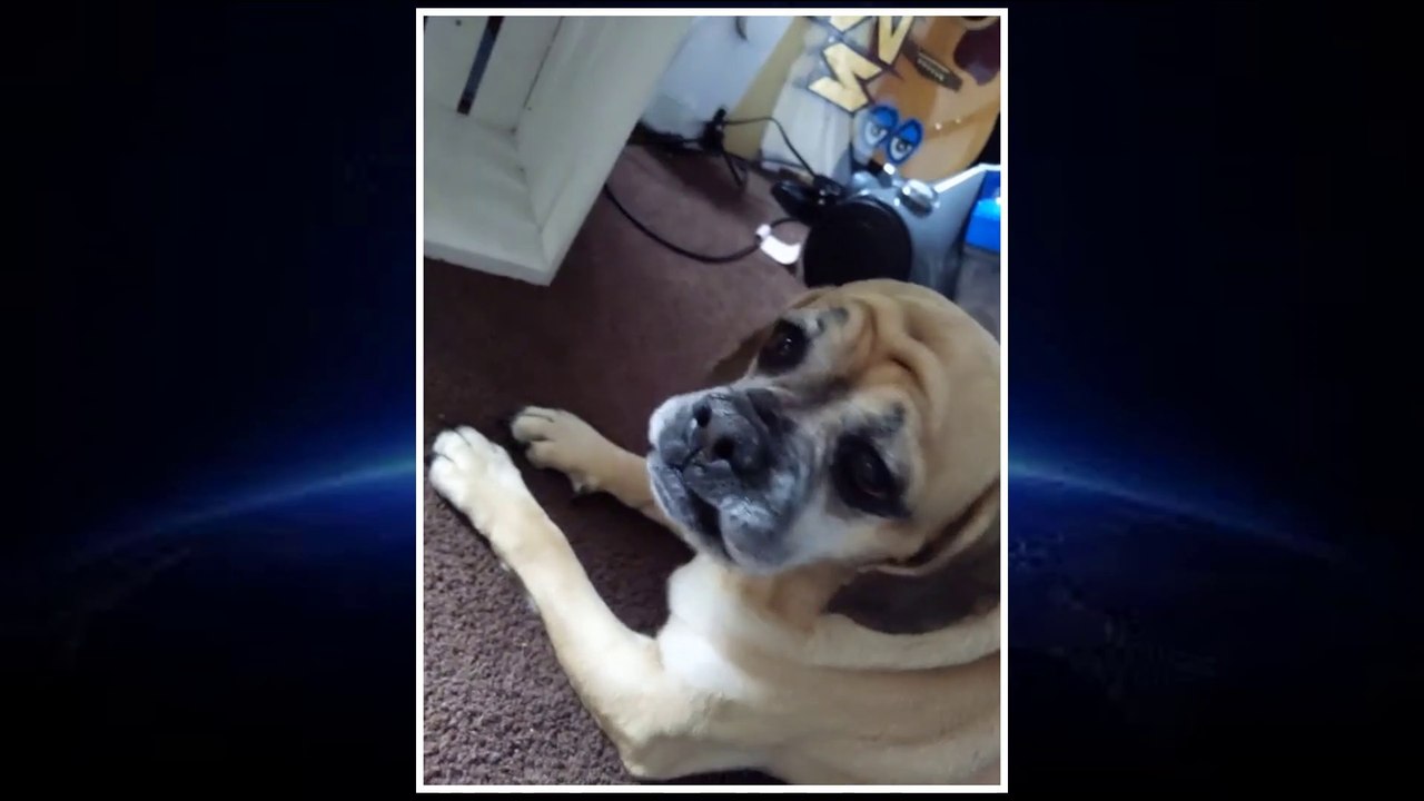 Animal Being Funny episode 3 Season 1 | Animal Funny Videos | Animal Being Jerks | Amimal Funny Vines | Funny Cats and Dogs  Videos