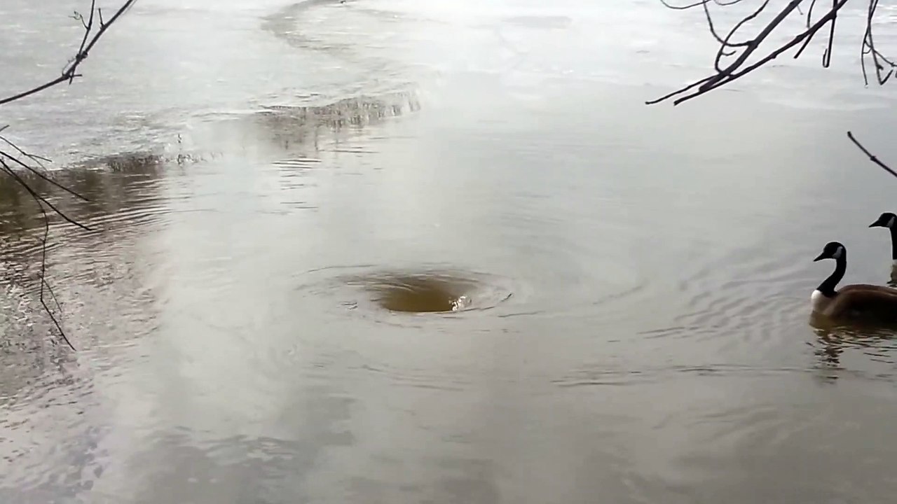 Mr and Mrs Goosey vs Whirlpool_Full-HD