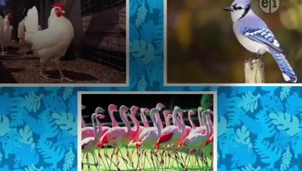 Dinosaur Train - Se2 - Ep6 HD Watch