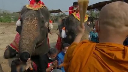Tailandia celebra el Día del Elefante