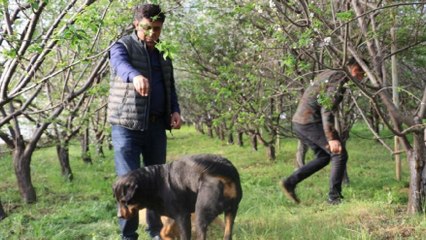 Hırsızlar seraya daldı, altın değerindeki eriklerden 1 tane kalmadı