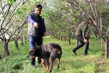 Fiyatı altınla yarışan erik, hırsızların hedefi oldu