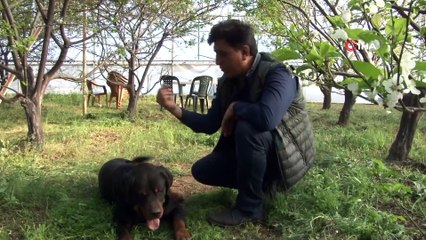 Fiyatı altınla yarışan erik, hırsızların hedefi oldu