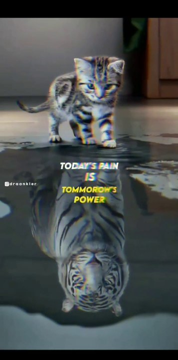 Cat and Tigger video motivation video