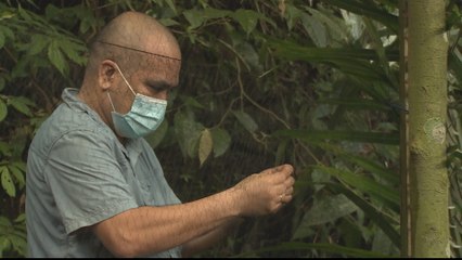 Philippines takes steps to prevent bat-borne diseases