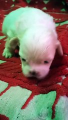 My 3weeks old Baby Shih tzu 