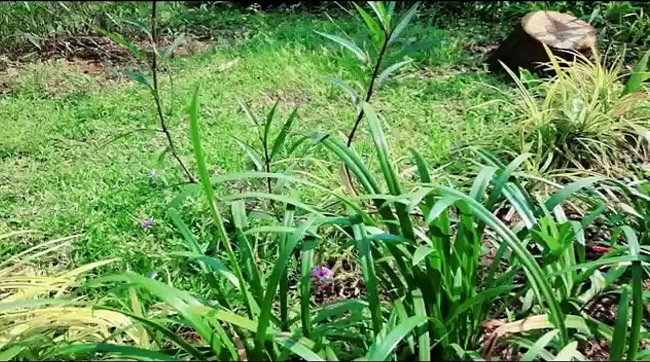 [Kalimba Cover] Somewhere Over the Rainbow - Judy Garland