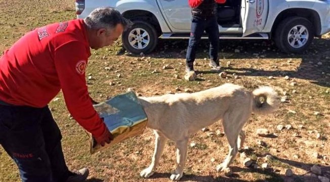 Son dakika... Şanlıurfa'da başına teneke sıkışan köpek kurtarıldı