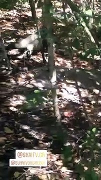 Survivor: Τεράστιο ιγκουάνα κοντά στις καλύβες των παικτών - Το βίντεο του Λιανού στο instagram