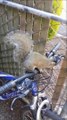 So I Thought This Squirrel Just Wanted To Check Out My Bike...