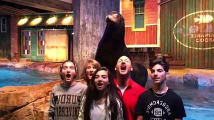 Funny Animals Reaction -  Shark With Baby - Try Not To Laugh