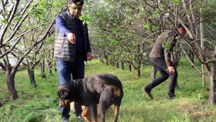 Fiyatı altınla yarışan erik hırsızların hedefi oldu! Seralar artık köpeklere emanet