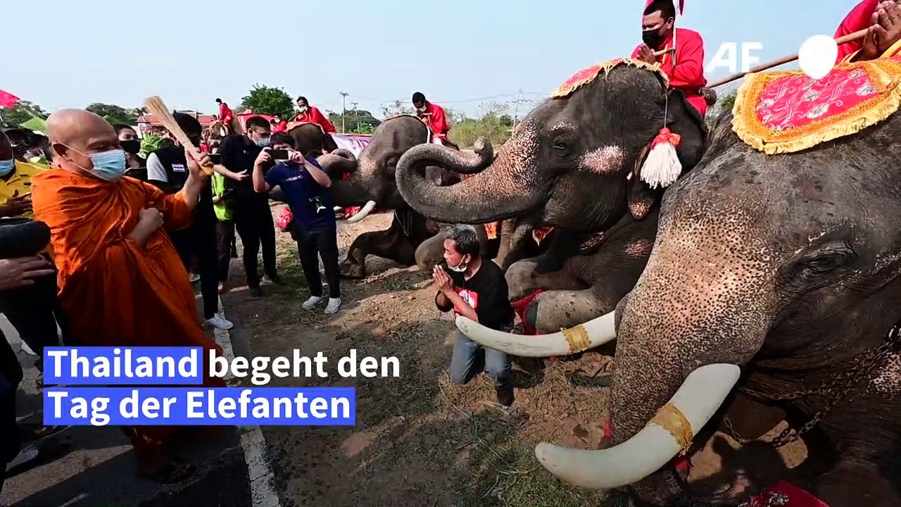 Törööö! Tag des Elefanten in Thailand