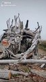 Artist Creates Stunning Driftwood Sculpture