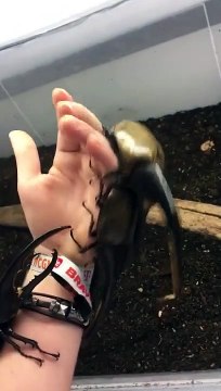 Regardez un peu la taille de ces scarabées géants