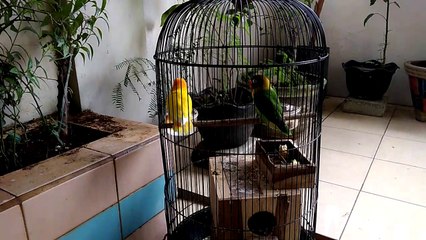 Burung Lovebird Sedang Mandi