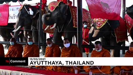 NO COMMENT | Día del elefante en Tailandia